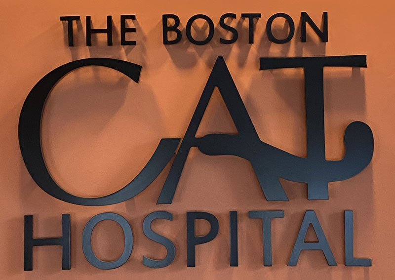 the boston cat hospital